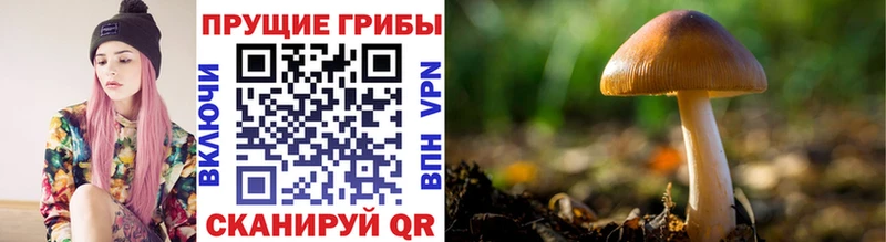 Псилоцибиновые грибы мицелий  наркотики  Трёхгорный 